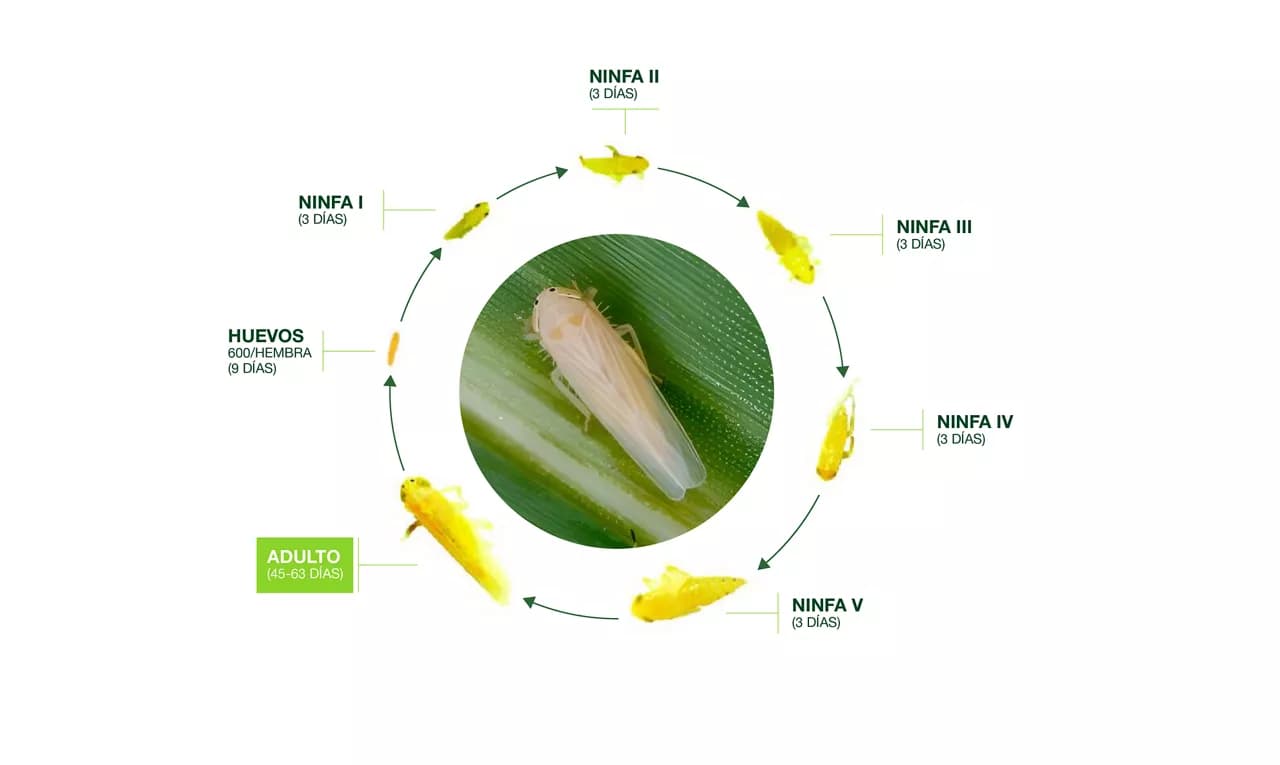 Promo Tools of La chicharrita del maíz, un nuevo desafío que exige estrategias integrales